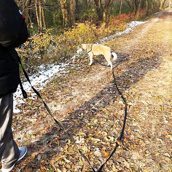 avec laisse pour chien longue max fixe neige