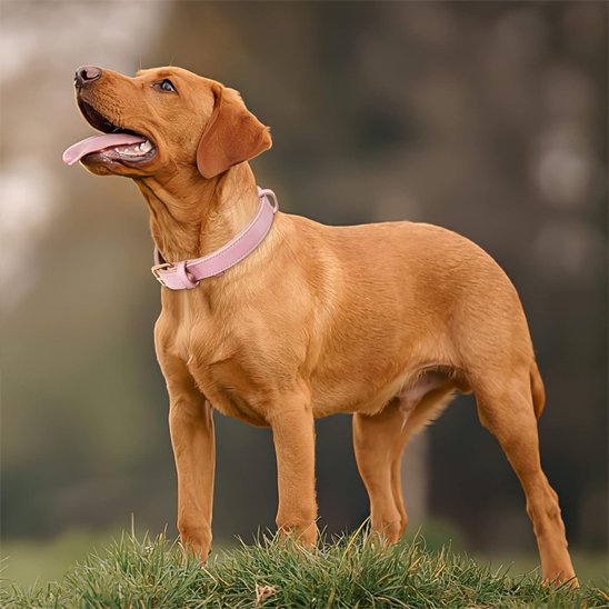 braque hongrois regarde ciel collier chien