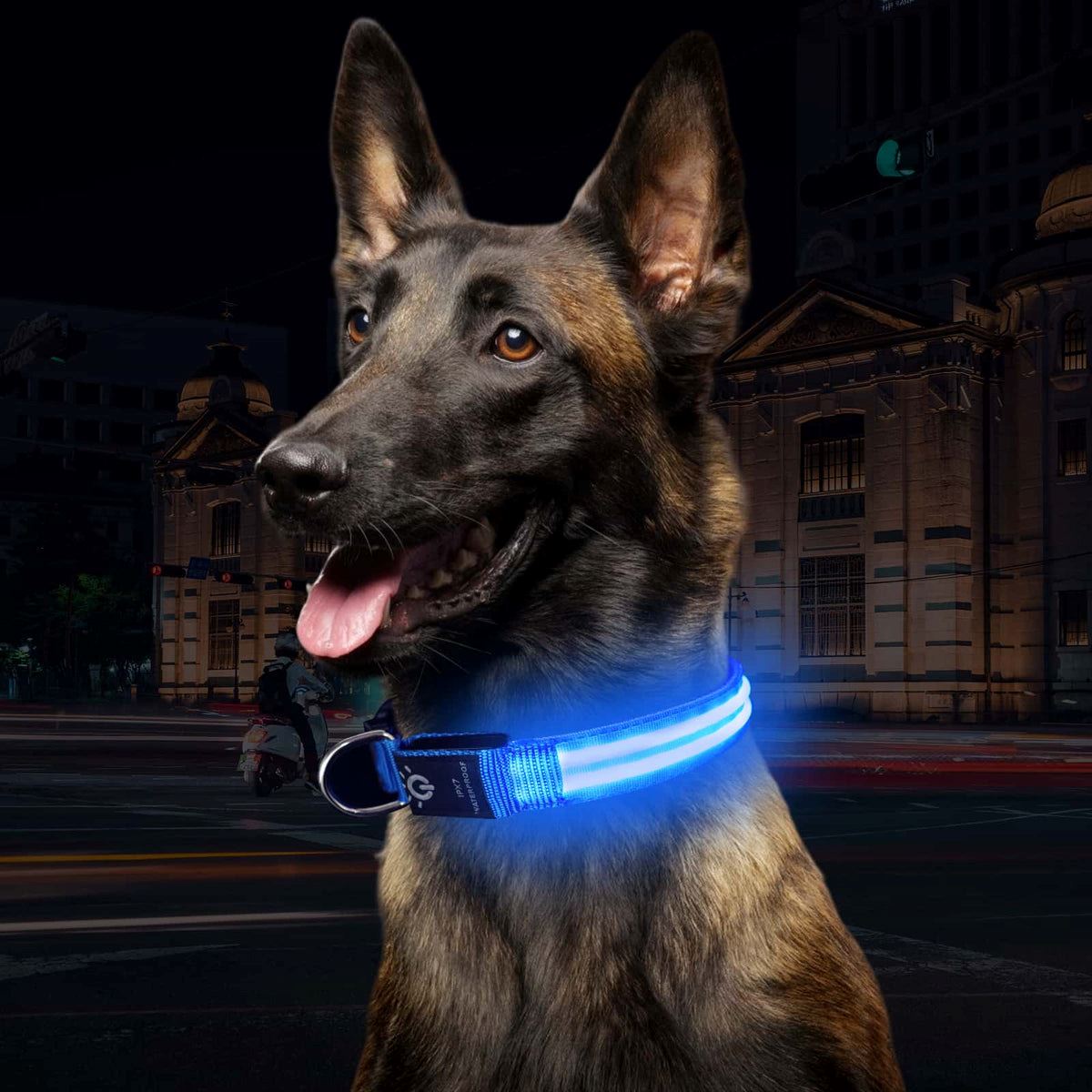 Collier Chien - LEDCollarDog™ - Bleu - Chien dynamic