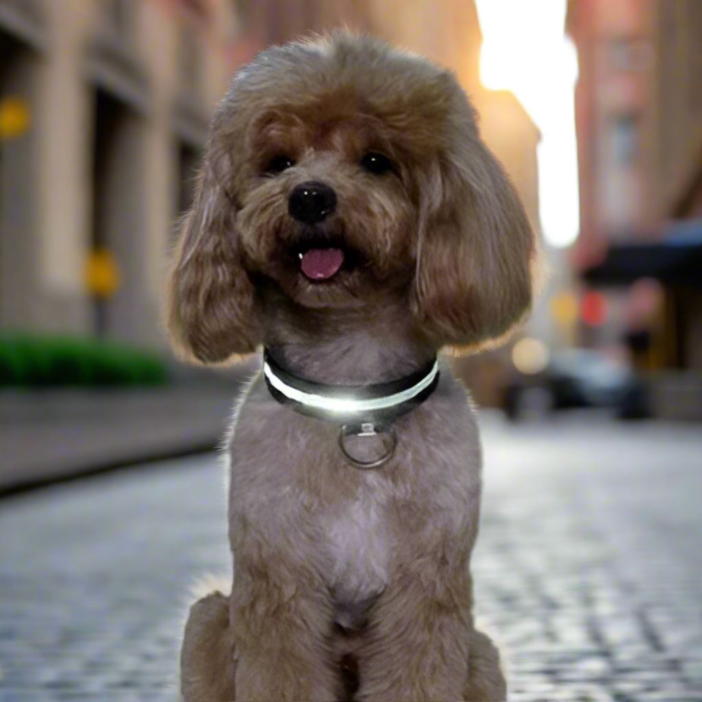 Collier Chien - LEDCollarDog™ - Noir - Chien dynamic