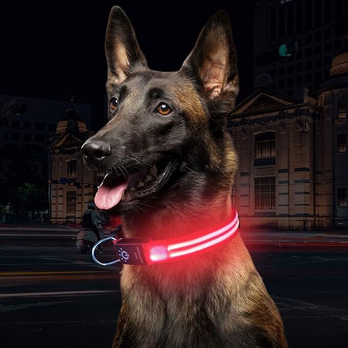 Collier Chien - LEDCollarDog™ - Rose - Chien dynamic