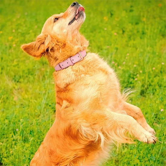 golden retriever jouant collier chien sur cou
