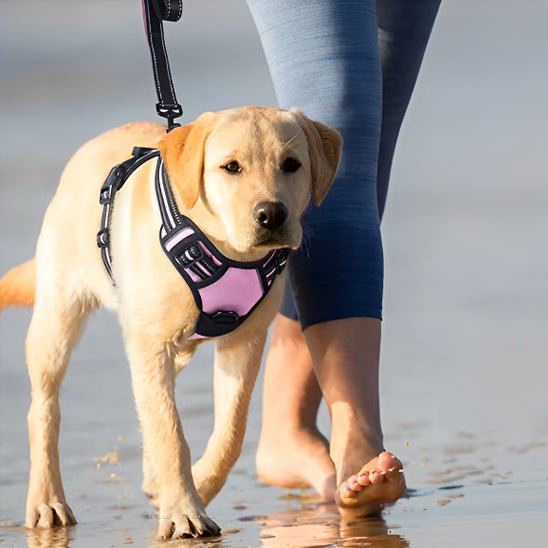 Harnais pour chien|confortable harness - Chien dynamic