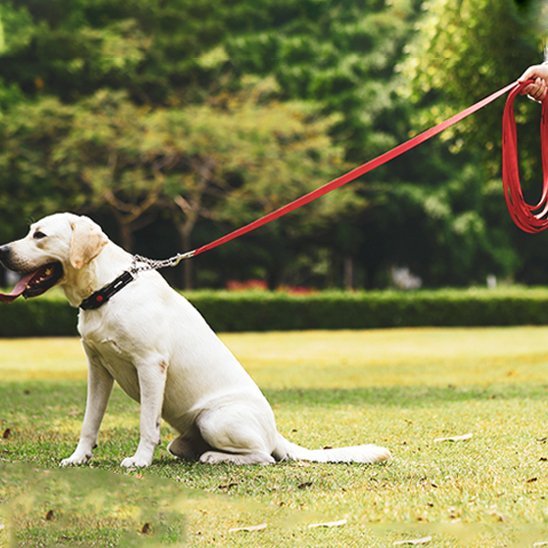 labrador assis en parc vetu laisse pour chien rouge
