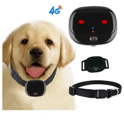 labrador equippement collier gps chien 4g