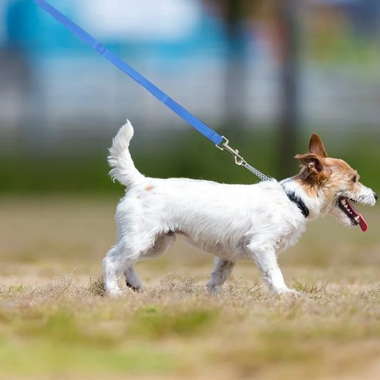 max attentif vetu laisse pour chien bleu