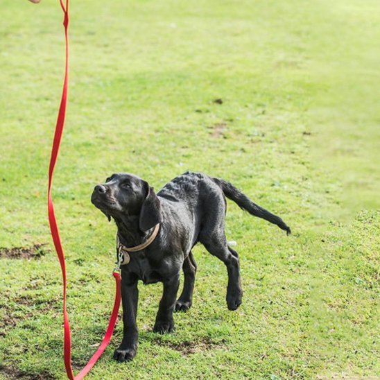 petit labrador laisse pour chien rouge regardant son maitre
