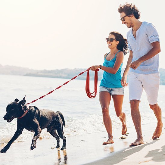 rock tire laisse pour chien au bord de mer