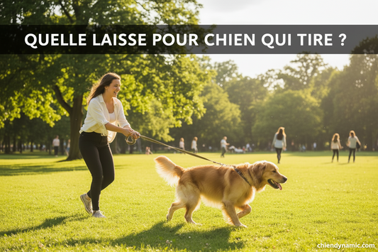 golden retriever tirant fort sur sa laisse pour chien