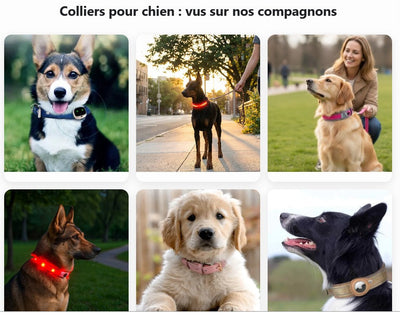 collier chien lumineux GPS ajustable et securise toutes races