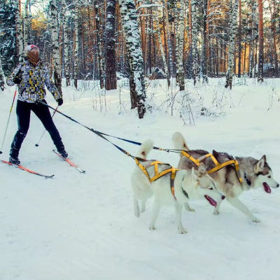 2 chiens de traineau equipes de harnais de traction