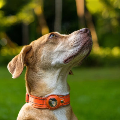 Porte labrador orange collier gps chien coutures renforcees