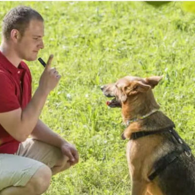apprentissage commandes sifflet ultrason pour chien assis