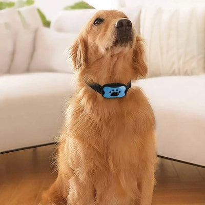 assis golden retriever vetu collier de dressage pour chien conception robuste