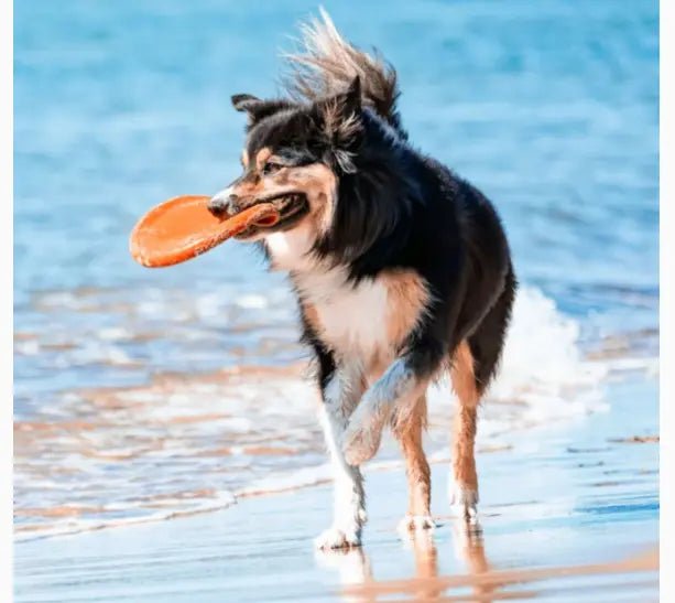 au bord mer border collie prend jouet chien frisbee