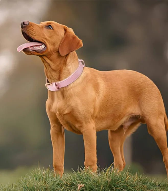 avec collier chien sur gazon labrador maron regarde ciel