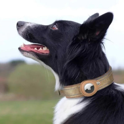 avec collier gps chien resistant border collie regarde ciel