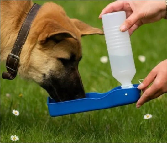 avec gourde pour chien bleu berger allemand lape