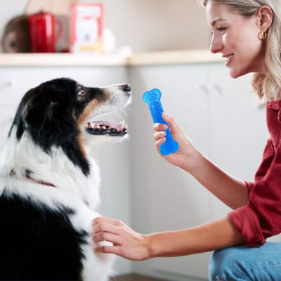 avec jouet chien indestructible bleu pauline folatre berger australien