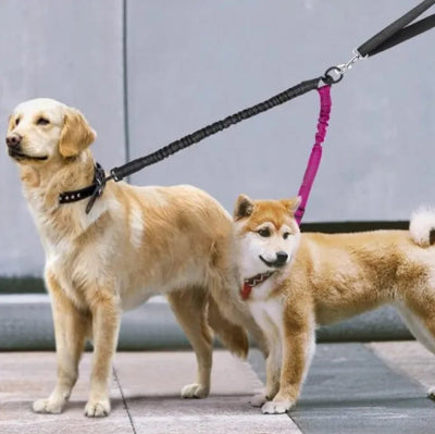 avec laisse double pour chien golden retriever shiba attendent sur trottoir