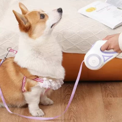 avec laisse enrouleur chien violet corgi regarde maitre