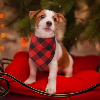  avec style campagne chic bandana chien carreaux rouge