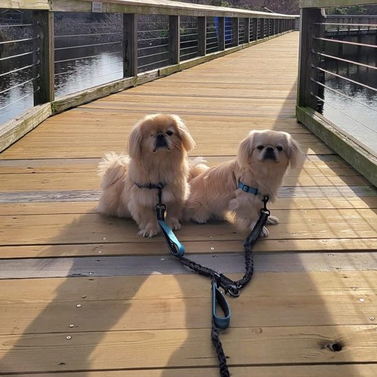 balade sereine sur pont avec double laisse pour chien legere