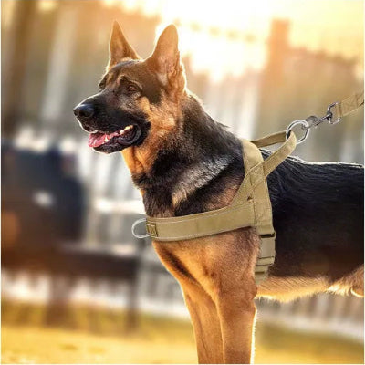 berger allemand avec harnais chien anti traction beige