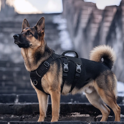 berger allemand harnais chien randonnée noir regard noble loin