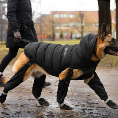 berger allemand portant bottes pour chien reflechissantes