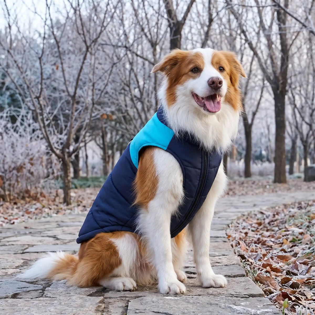 berger australien assis en manteau chien hiver bleu parc