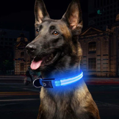 berger belge fier collier lumineux pour chien visible bleu