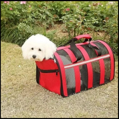 bichon serein dans son sac de transport pour chien