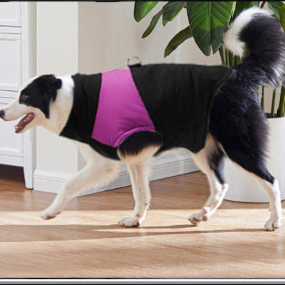 border collie actif en vetement pour chien matelasse