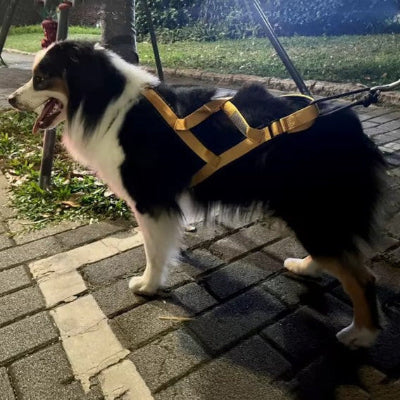  border collie avec harnais de traction ajustable professionnel