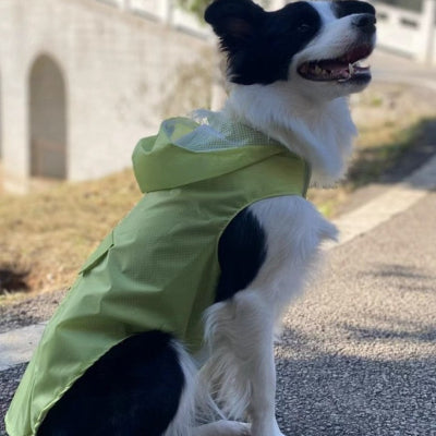 border collie avec manteau chien jaune assis