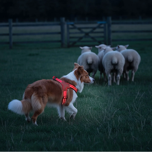 border collie portant harnais en y chien rouge surveille les moutons
