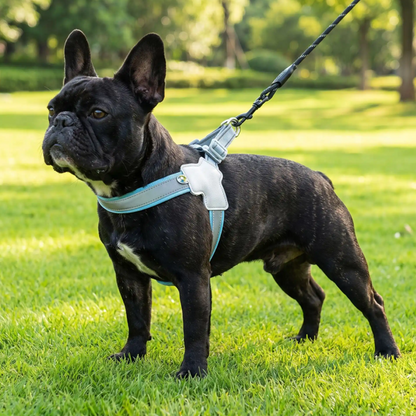bouledogue harnais en Y chien bleu cas attaque