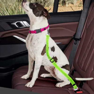 braque allemand protege par ceinture de securite pour chien en voiture