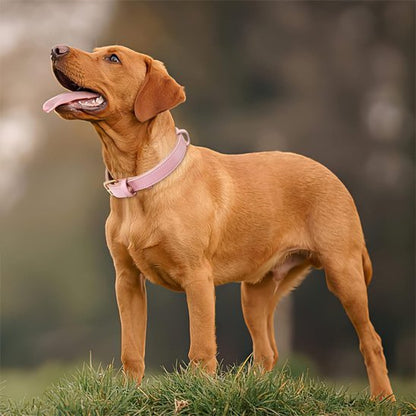 braque hongrois regarde ciel collier chien