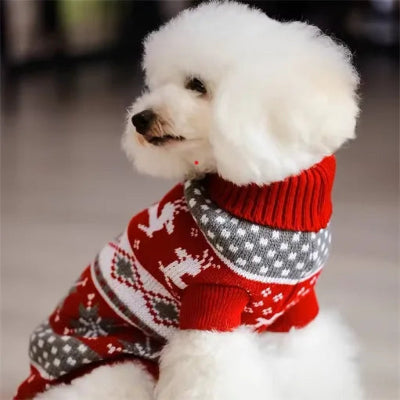 caniche blanc vetu pull jacquard rouge vise maitre