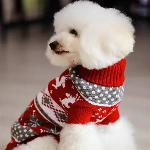 caniche blanc vetu pull pour chien jacquard rouge vise maitre