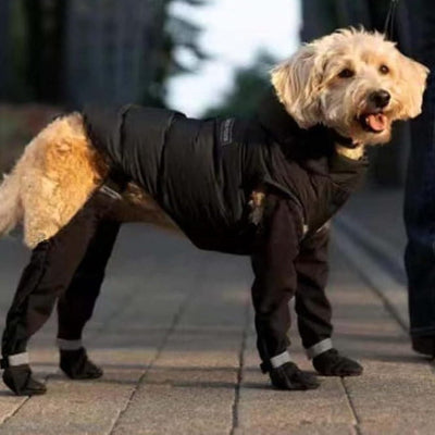 caniche en manteau noir bottes pour chien ville