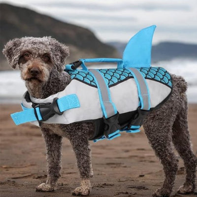 caniche gilet de sauvetage chien bleu sable mer