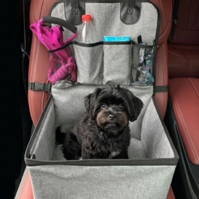 caniche noir confortable dans siege auto pour chien