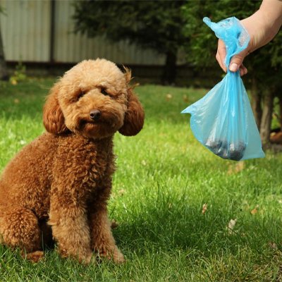 caniche sac a crotte​ ferme par maitre