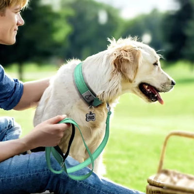 chien blanc au picnic avec collier pour chien vert