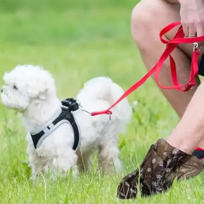 chien blanc avec harnais sac a crotte ecologique