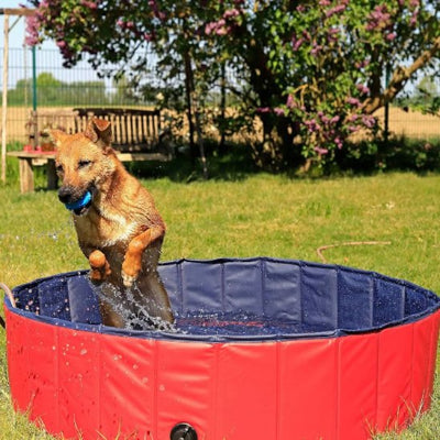 chien jouant dans piscine pliable rafraichissante ete