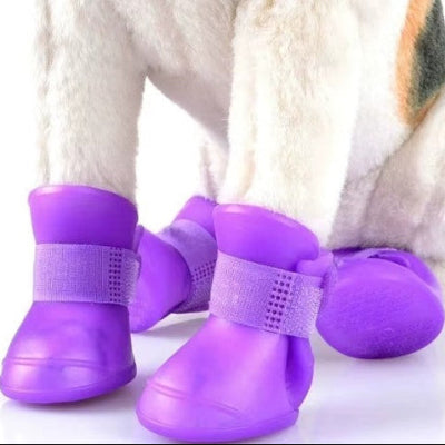 chien portant chaussure chien violet protection pattes